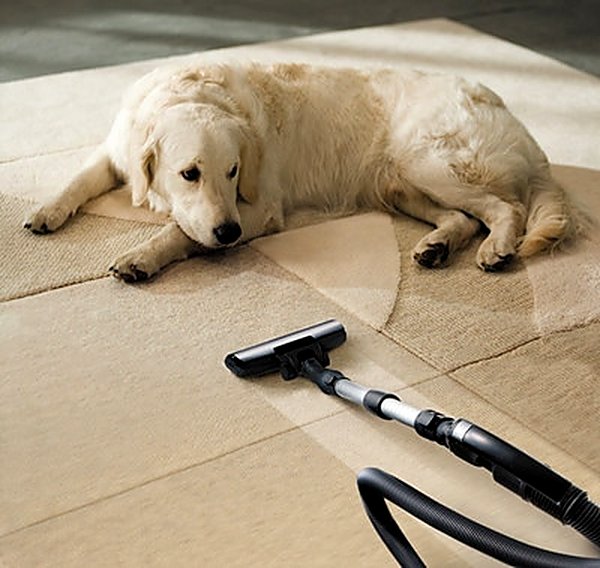 Pet Stain & Odor in Surprise, AZ